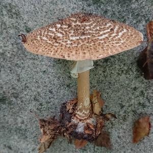 Unknown Species
