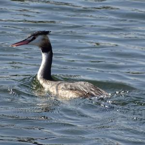 Great Crested Grebe