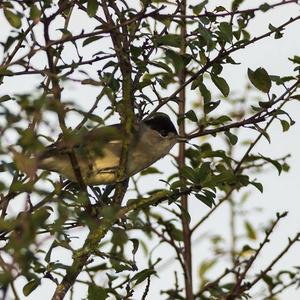 Blackcap