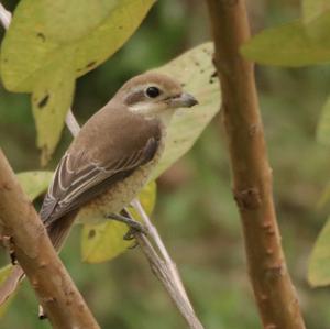 Brown Shrike