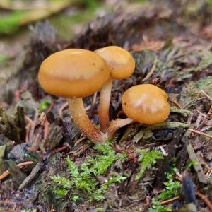 Changing Pholiota