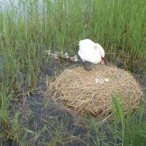 Mute Swan