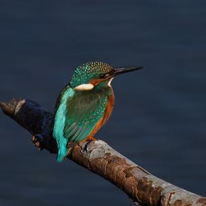 Common Kingfisher