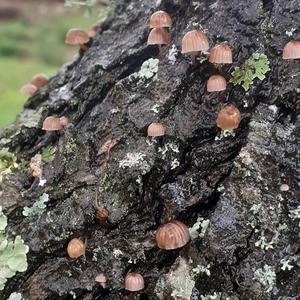 Bleeding Mycena