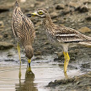 Eurasian Thick-knee