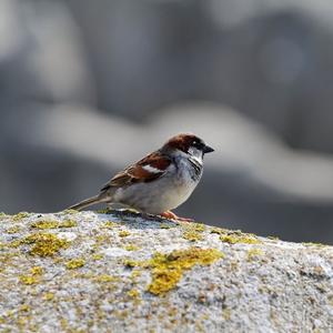 House Sparrow