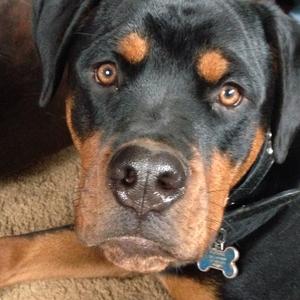 Rottweiler