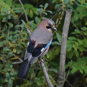 Eurasian Jay