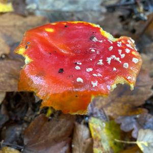 Fly Agaric