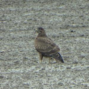 Common Buzzard