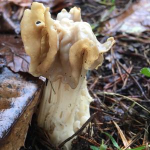 Fluted White Helvella