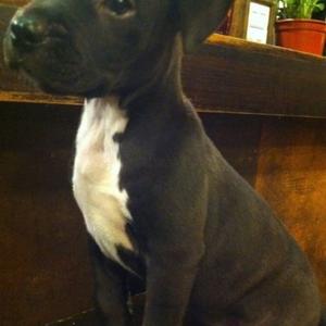 American Pit Bull Terrier