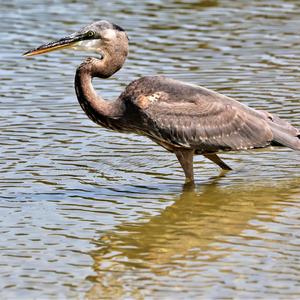 Tricoloured Heron