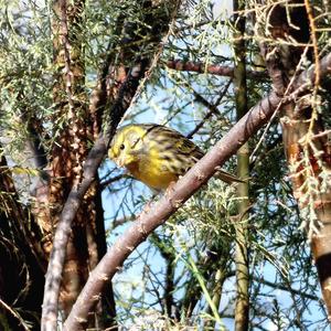 European Serin