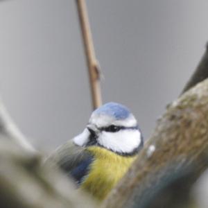 Blue Tit