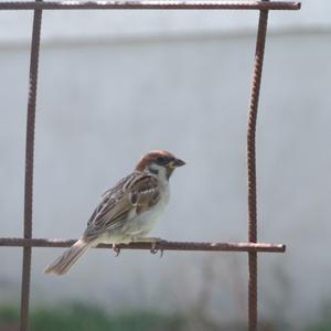 Eurasian Tree Sparrow