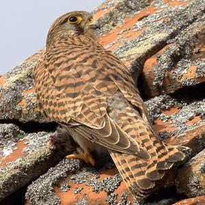 Common Kestrel