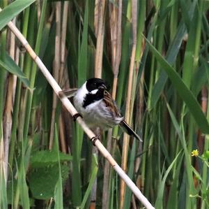 Reed Bunting