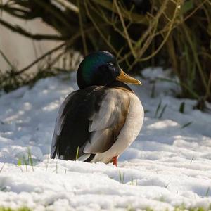 Mallard