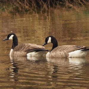 Canada Goose