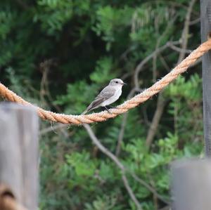 Spotted Flycatcher