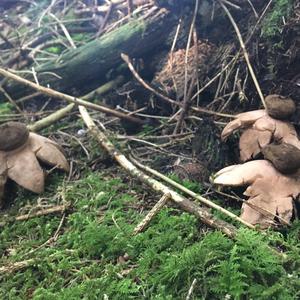 Collared Earthstar