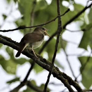 Common Nightingale