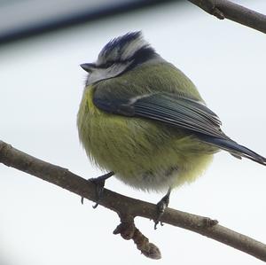 Blue Tit