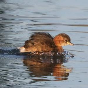 Little Grebe