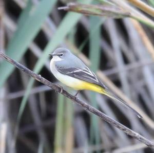 Grey Wagtail
