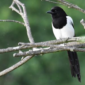 Black-billed Magpie