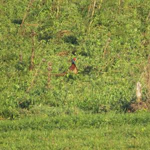 Common Pheasant