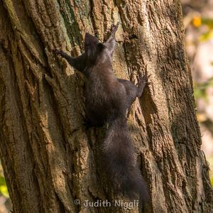 Eurasian Red Squirrel