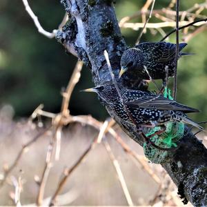 Common Starling