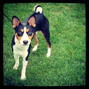 Basenji