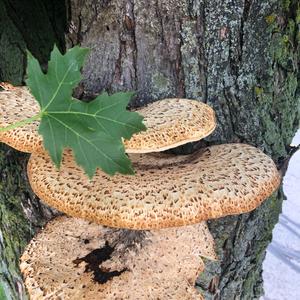 Dryad`s Saddle