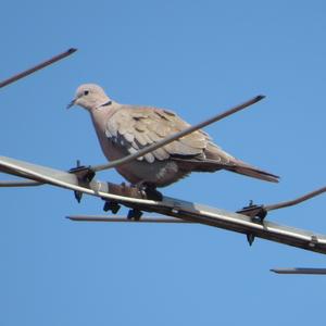 Eurasian Collared-dove