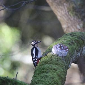 Great Spotted Woodpecker