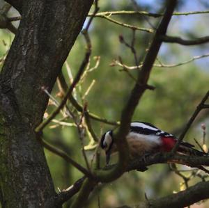 Great Spotted Woodpecker