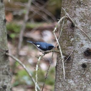 Black-throated Blue Warbler