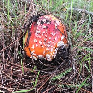 Fly Agaric