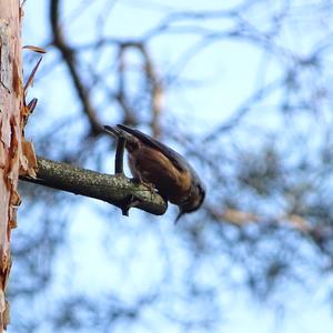 Wood Nuthatch