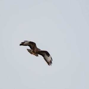 Common Buzzard