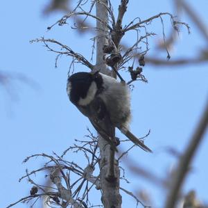 Coal Tit