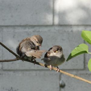 House Sparrow