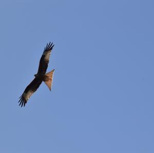 Red Kite