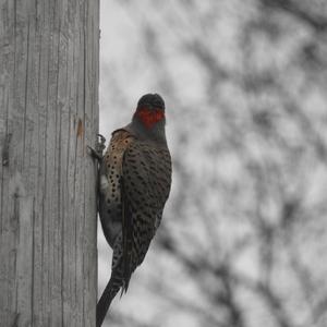 Northern Flicker