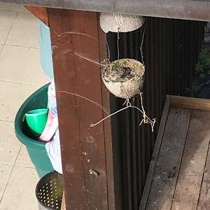 Spotted Flycatcher