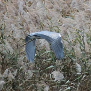 Grey Heron