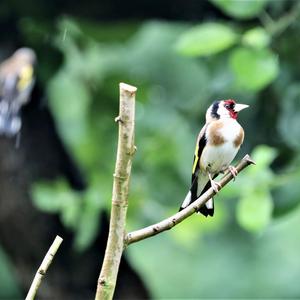 European Goldfinch